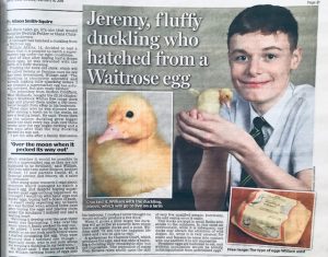 Boy hatches supermarket duck egg
